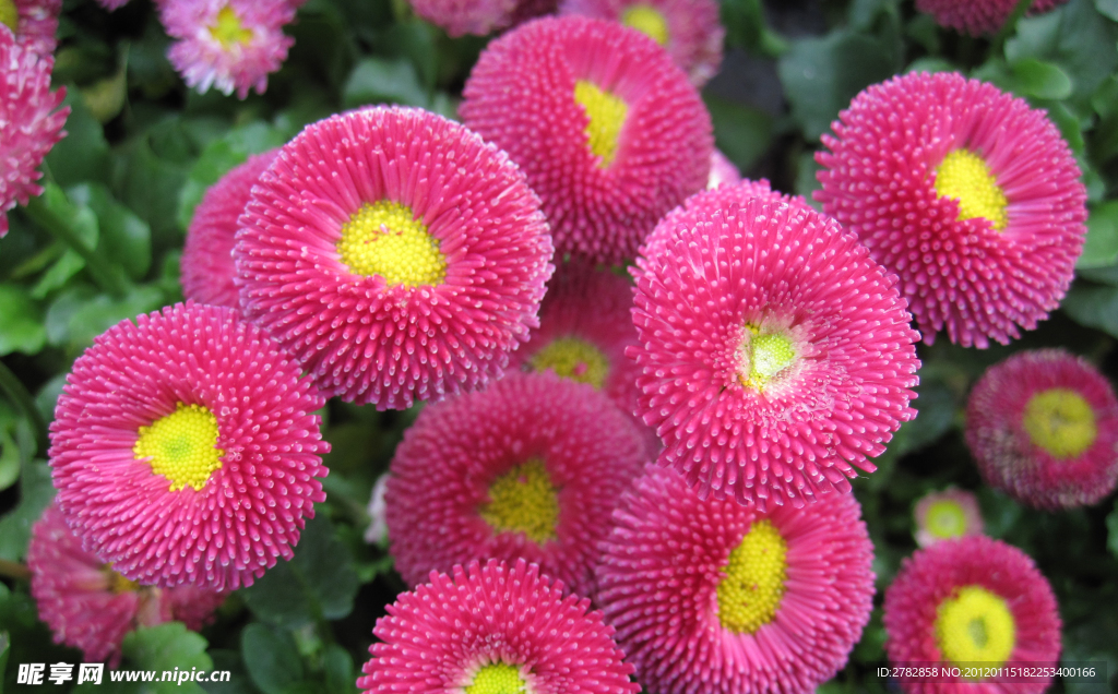 花卉