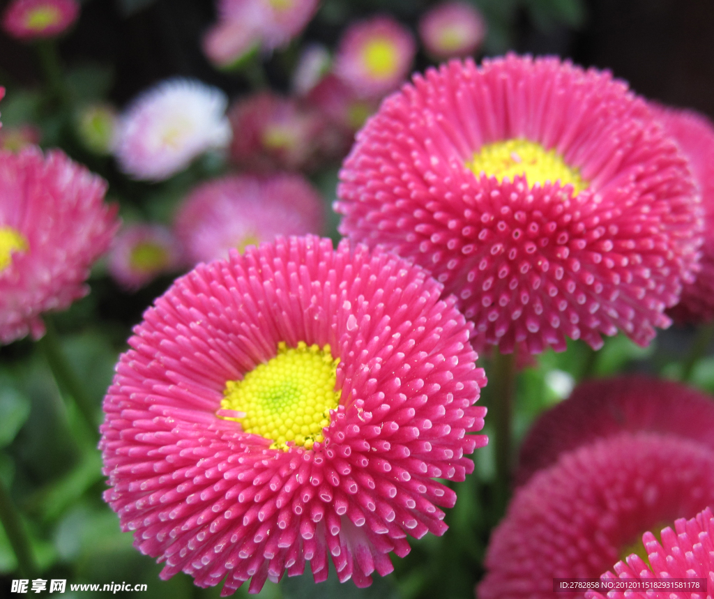 花卉
