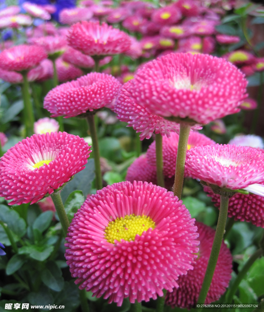 花卉