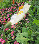 花卉