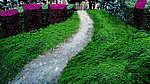 绿地间小路