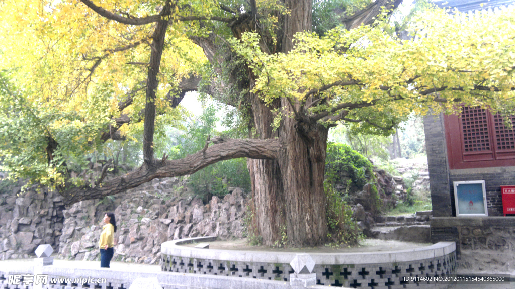 银杏树