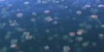 水母