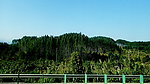 山上的杉树