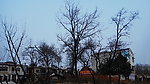 新村 古树