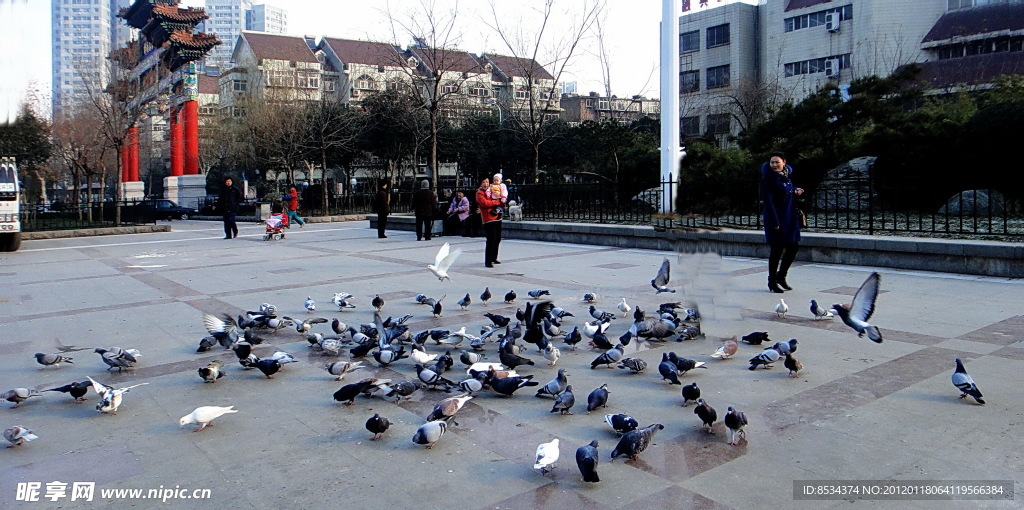 广场 鸽群