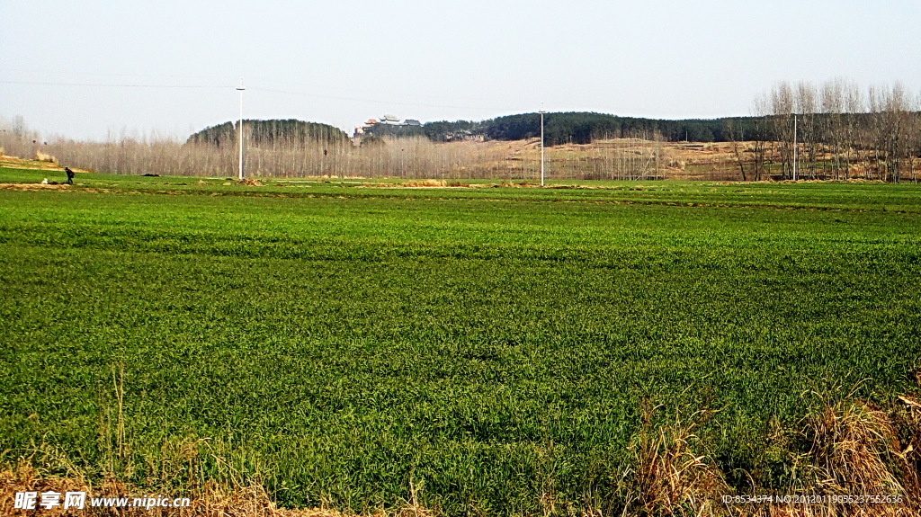 多色调的原野