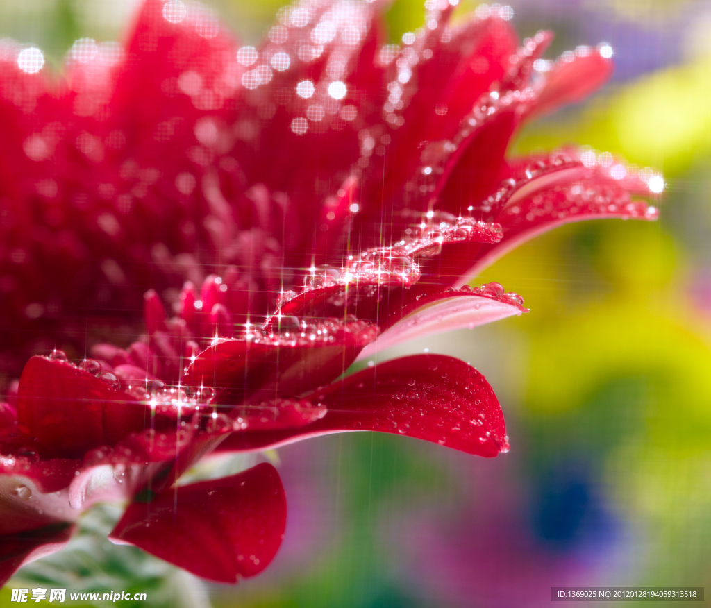 非洲菊