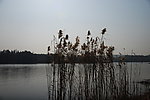 芦苇