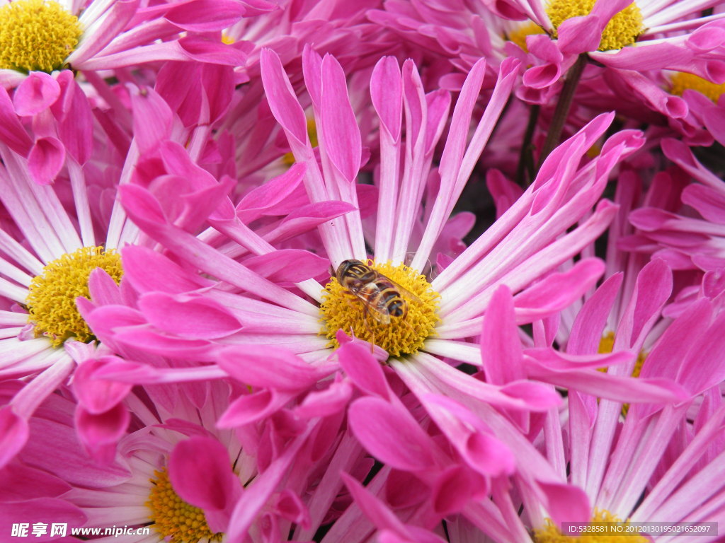 蜜蜂采蜜时