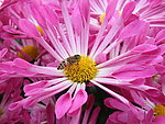 蜜蜂采蜜