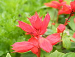 花开