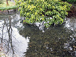 西湖苏堤沼泽水草