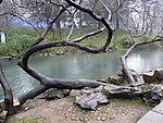 太子湾怪树枝