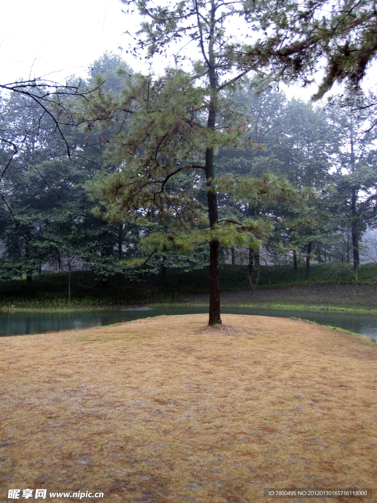 太子湾大树