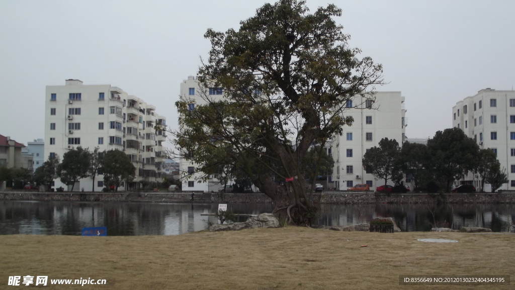 湖边老树