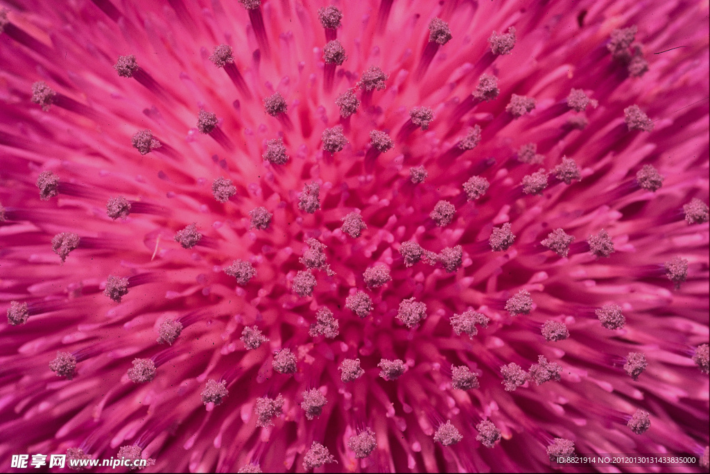 花蕊