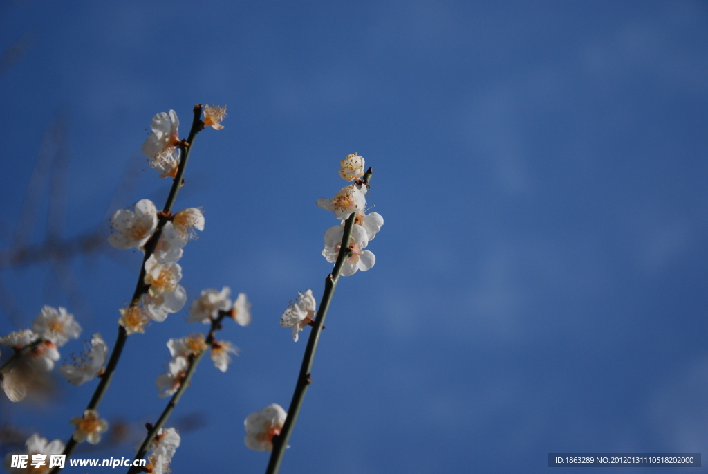 梅花