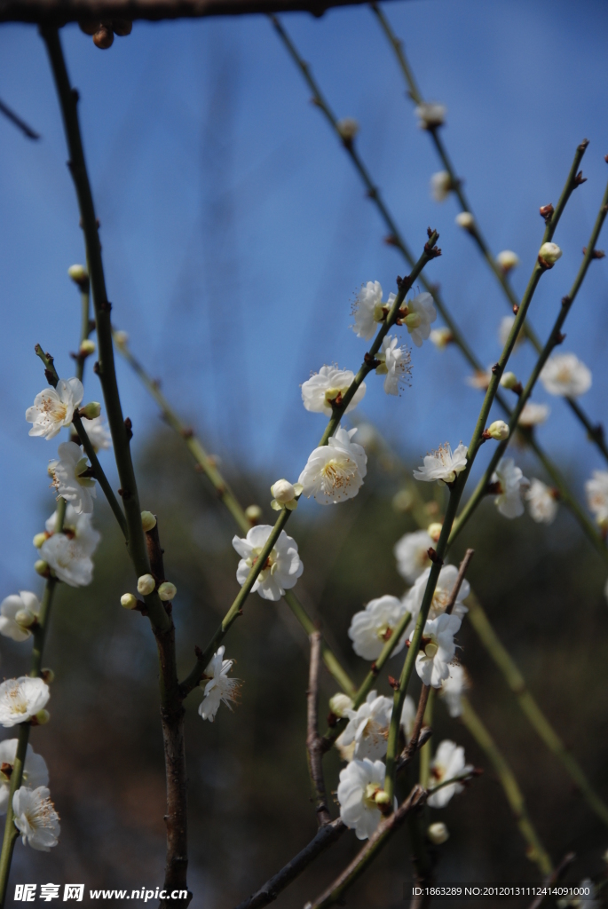 梅花