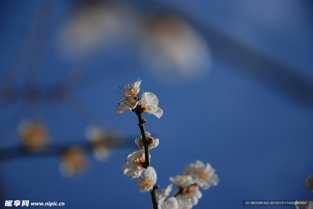 梅花