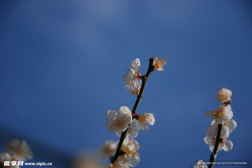 梅花