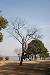 白桦树