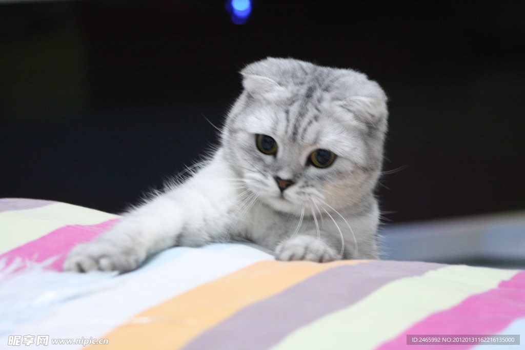 折耳猫