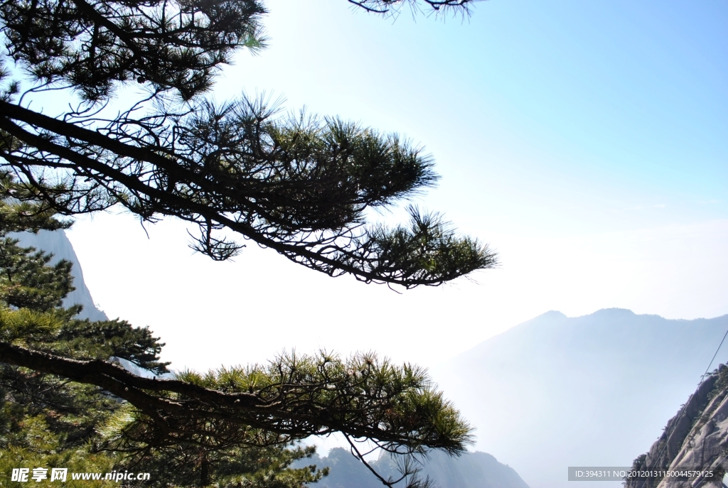 黄山 奇松