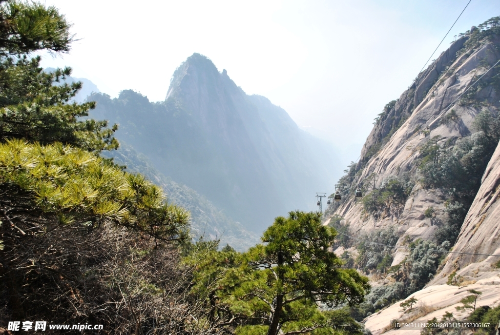 黄山 奇松