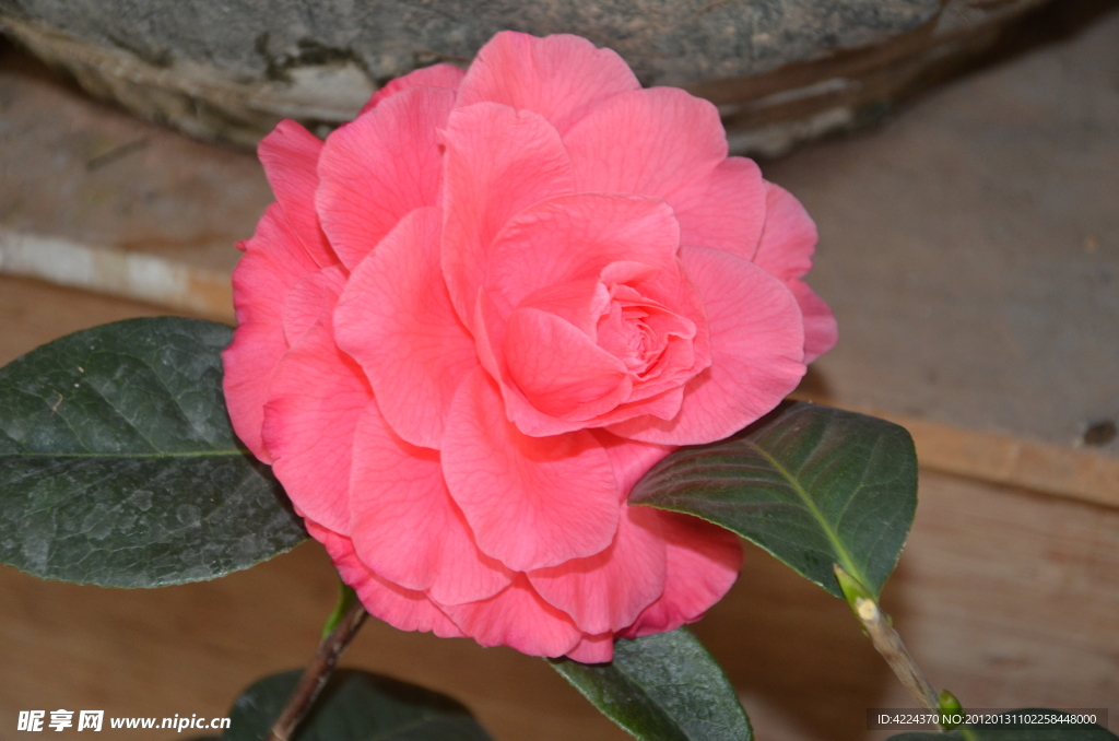 山茶花