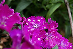 园林 花