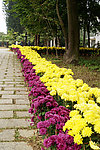 园林 黄菊花