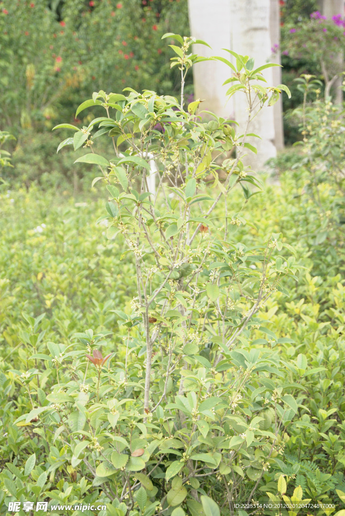 园林 桂花