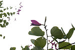 花枝