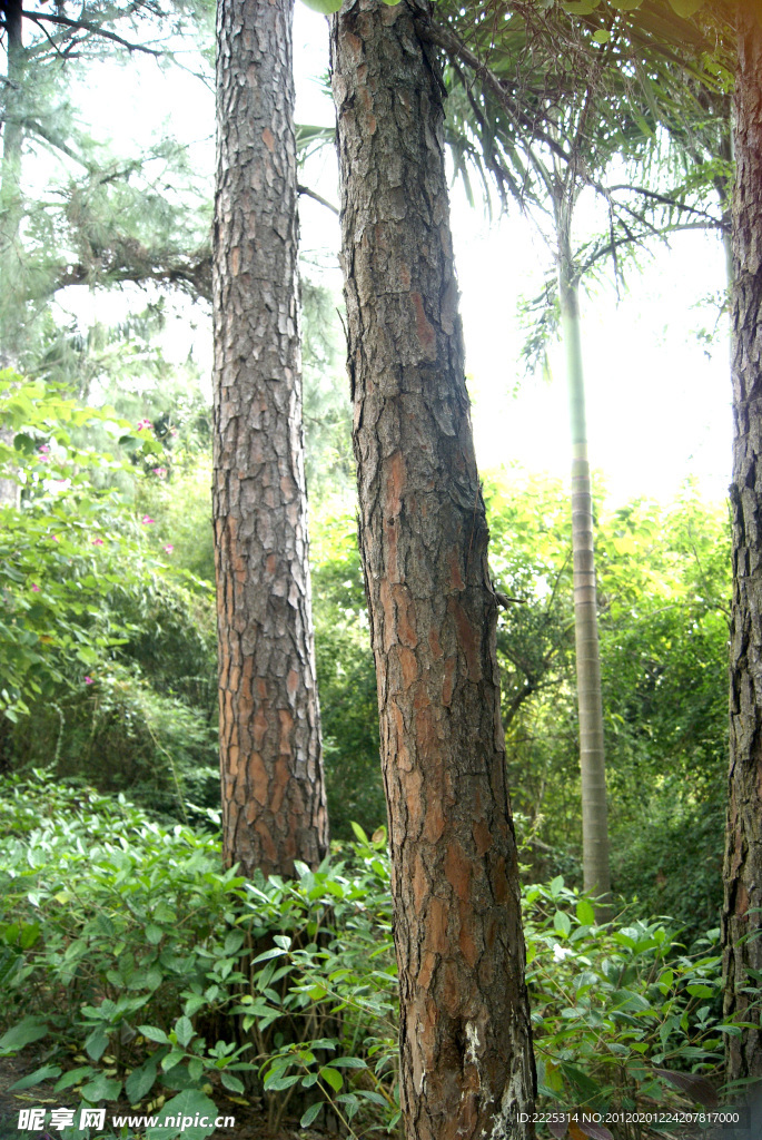 树皮 松树