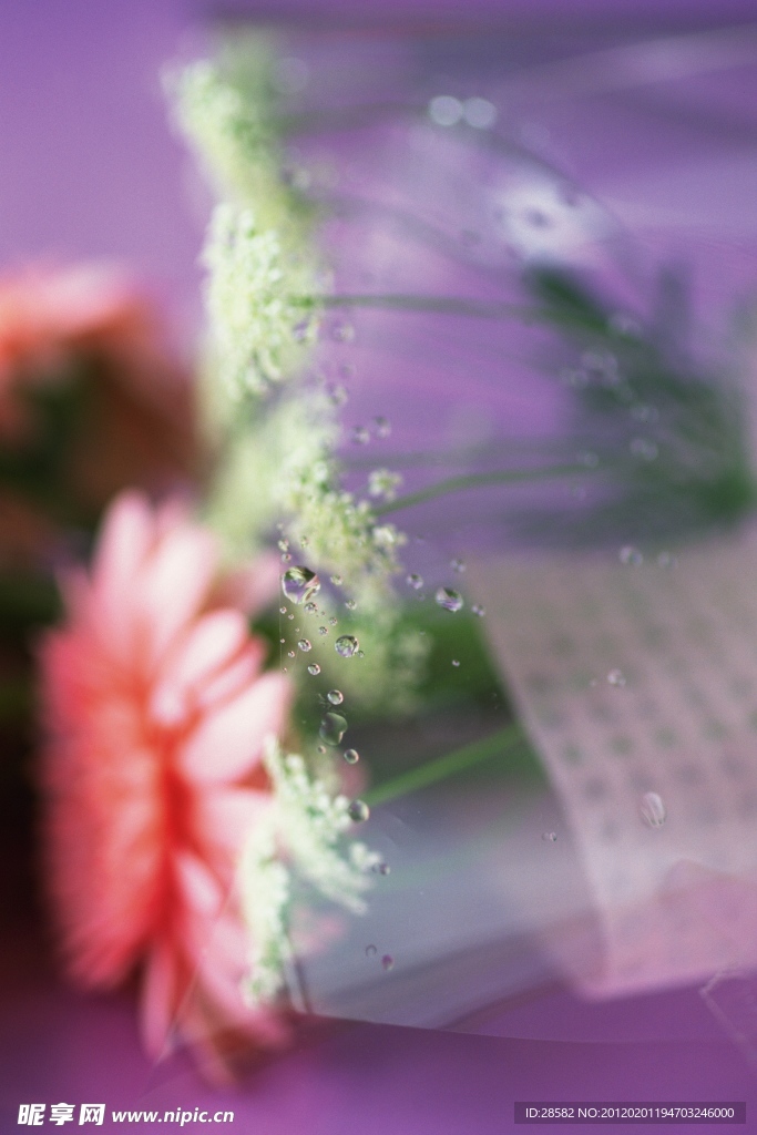 高清鲜花摄影