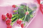 高清鲜花摄影