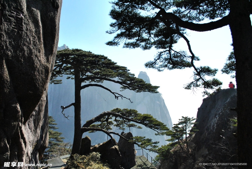 黄山 奇松