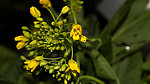 菜花