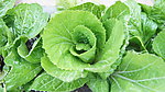 青菜