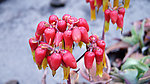 花果