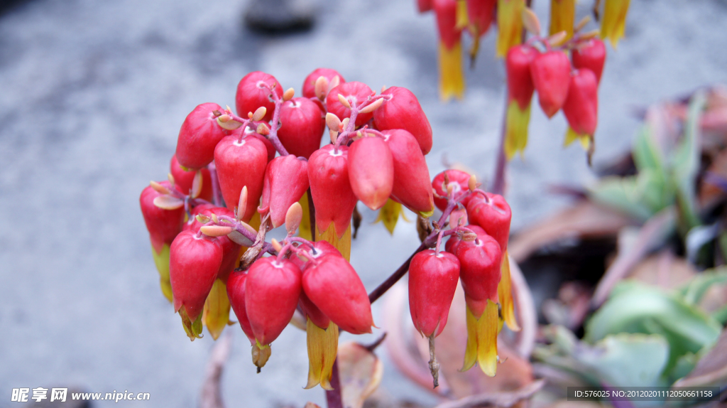 花果