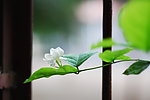 茉莉