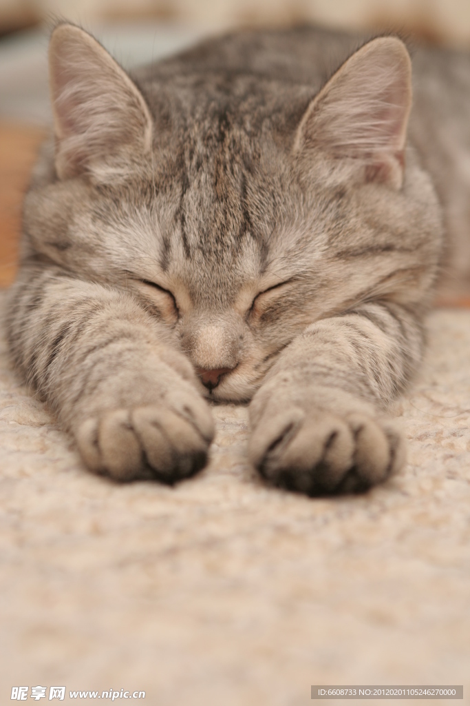 可爱小猫