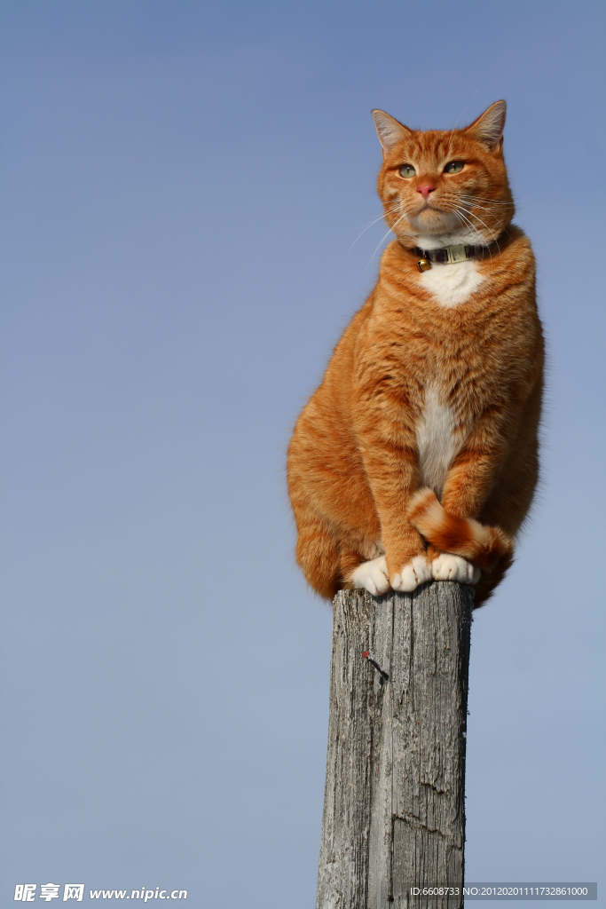 小猫咪