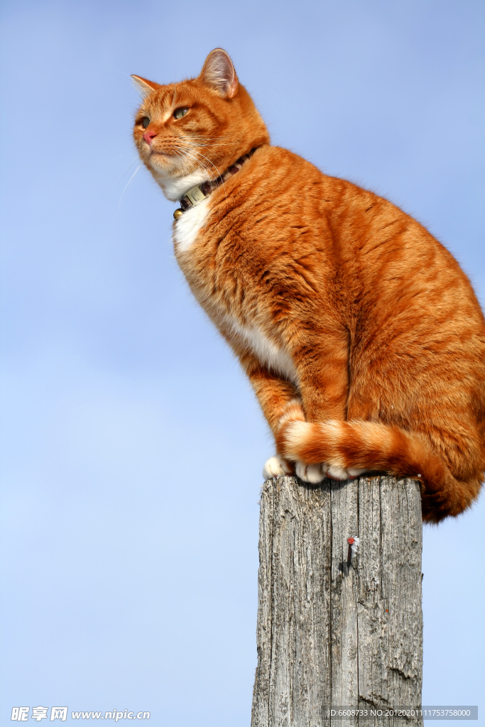 小猫咪