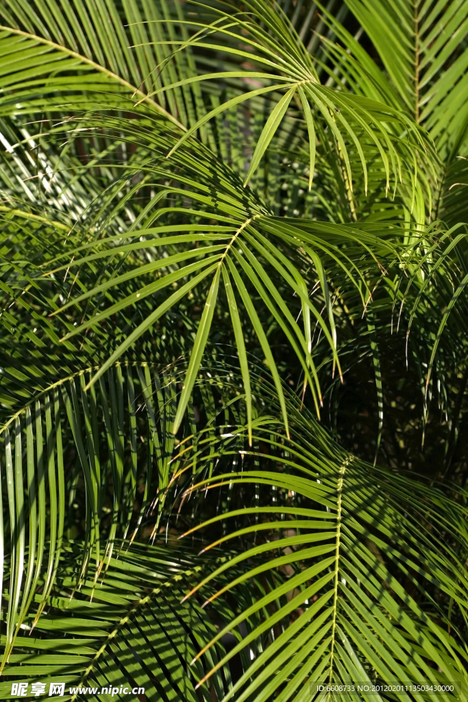 热带鲜花植物绿叶