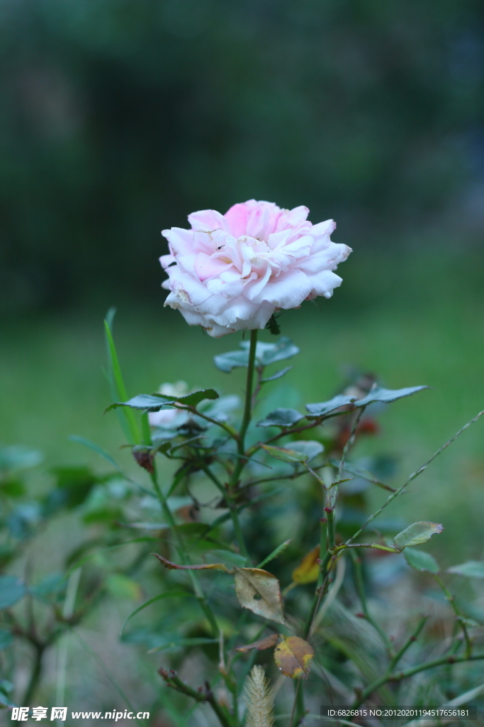 月季花