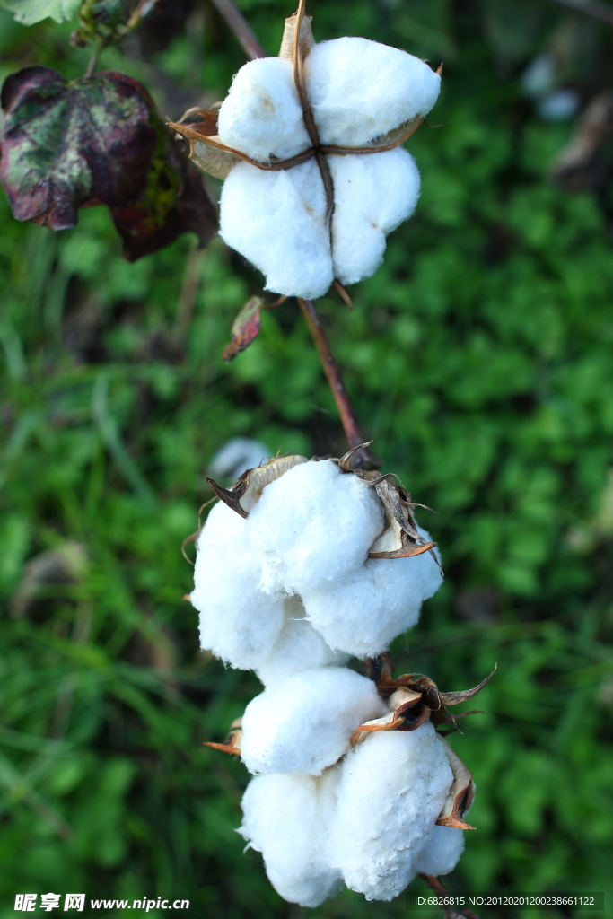 花满枝头