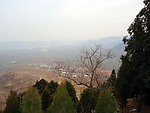 高清松树青山干树枝
